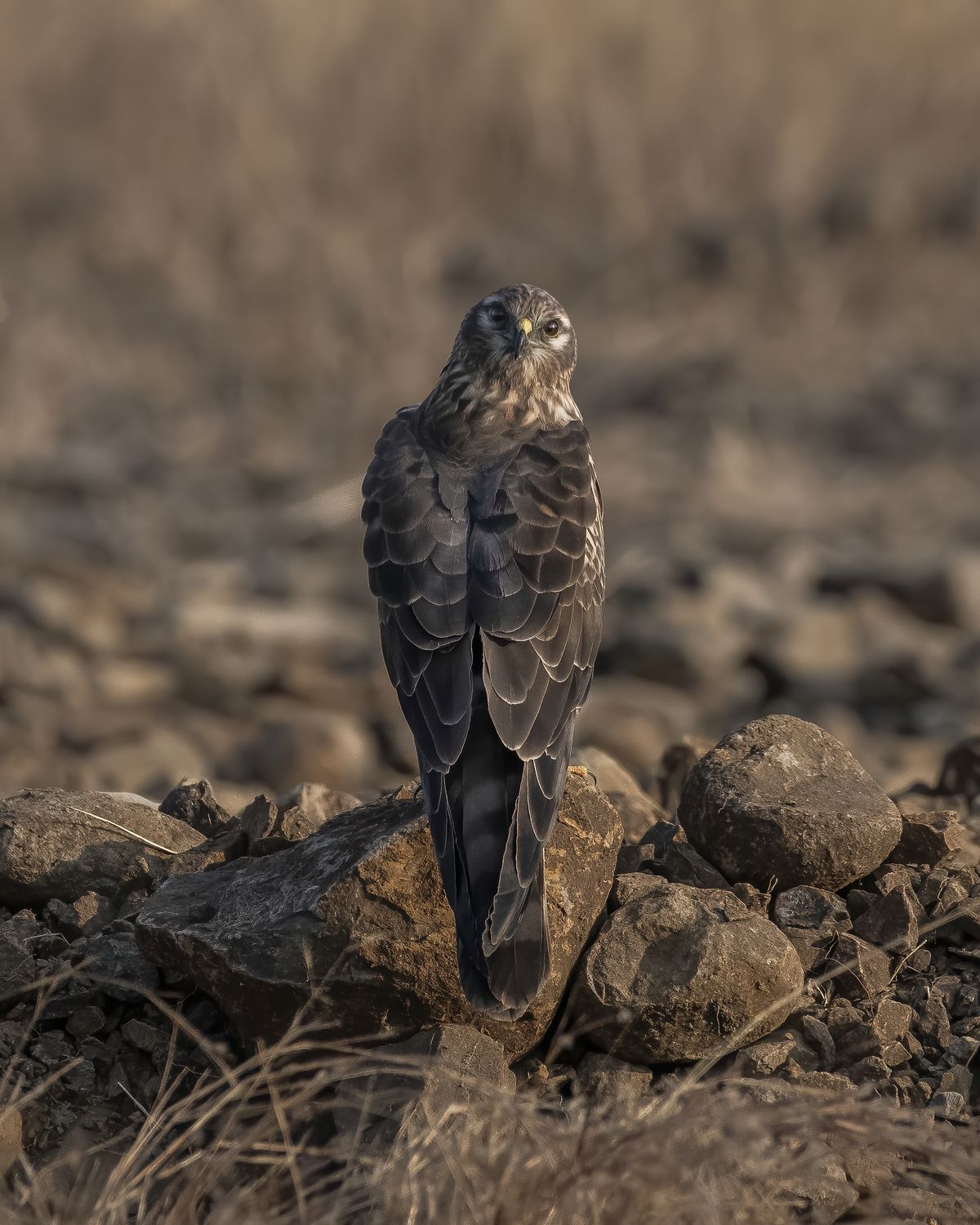 harrier (5)